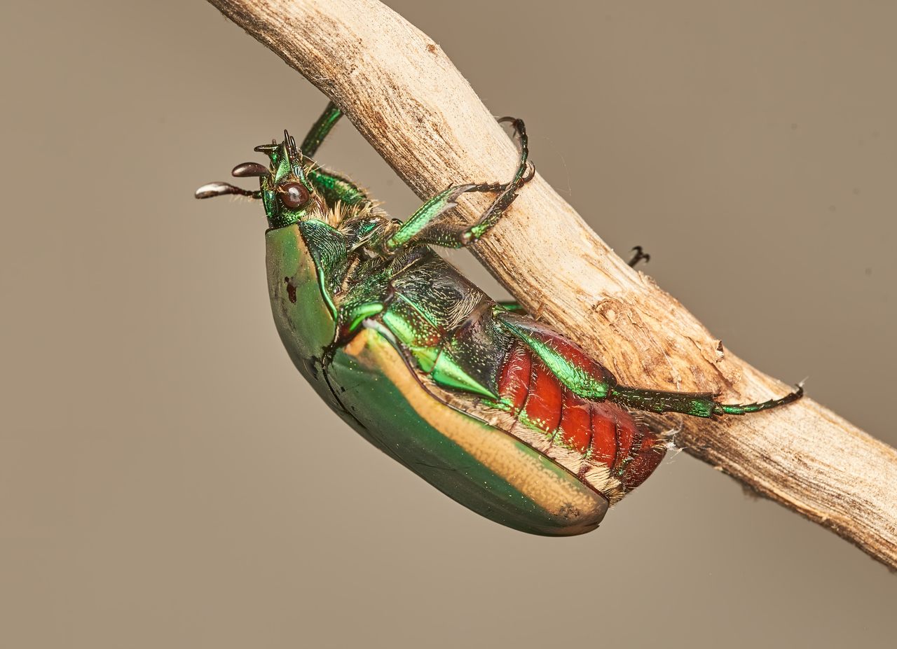 LARVAE: Figeater beetle (Cotinis mutabilis)