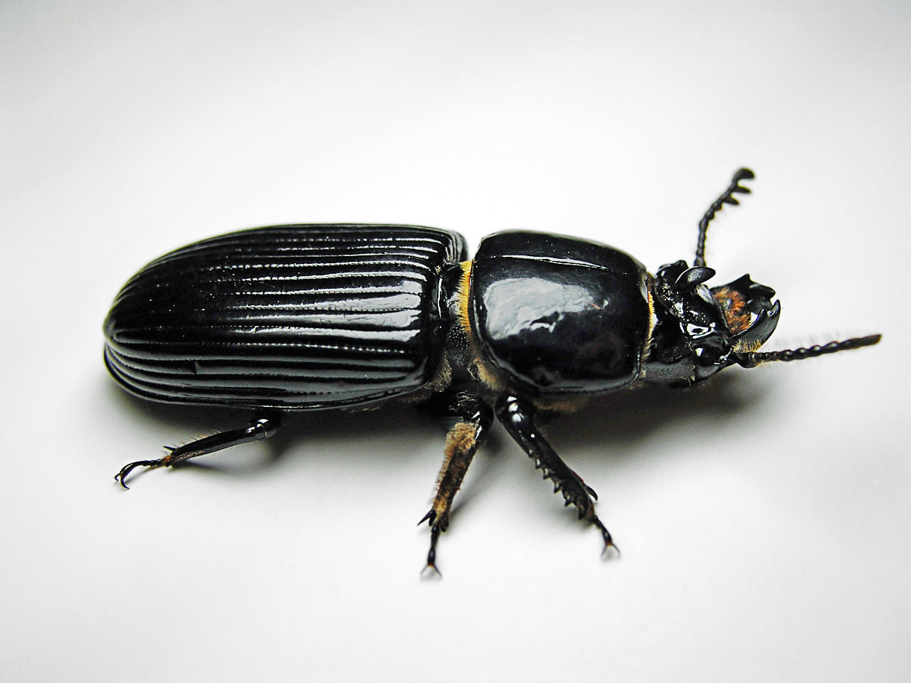 Bess beetles