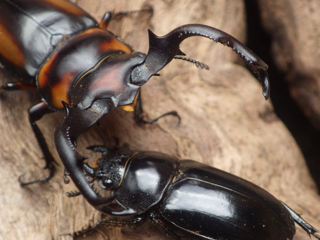 LARVAE: Speciosus stag beetle (Rhaetulus crenatus speciosus)