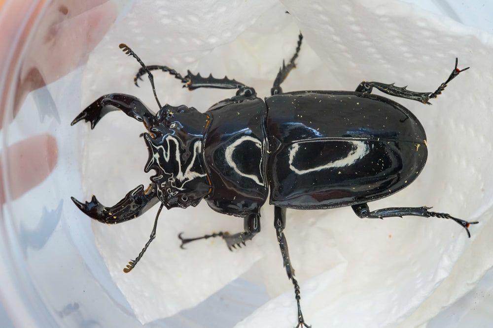 ADULTS: Tarandus stag beetle (Mesotopus tarandus)