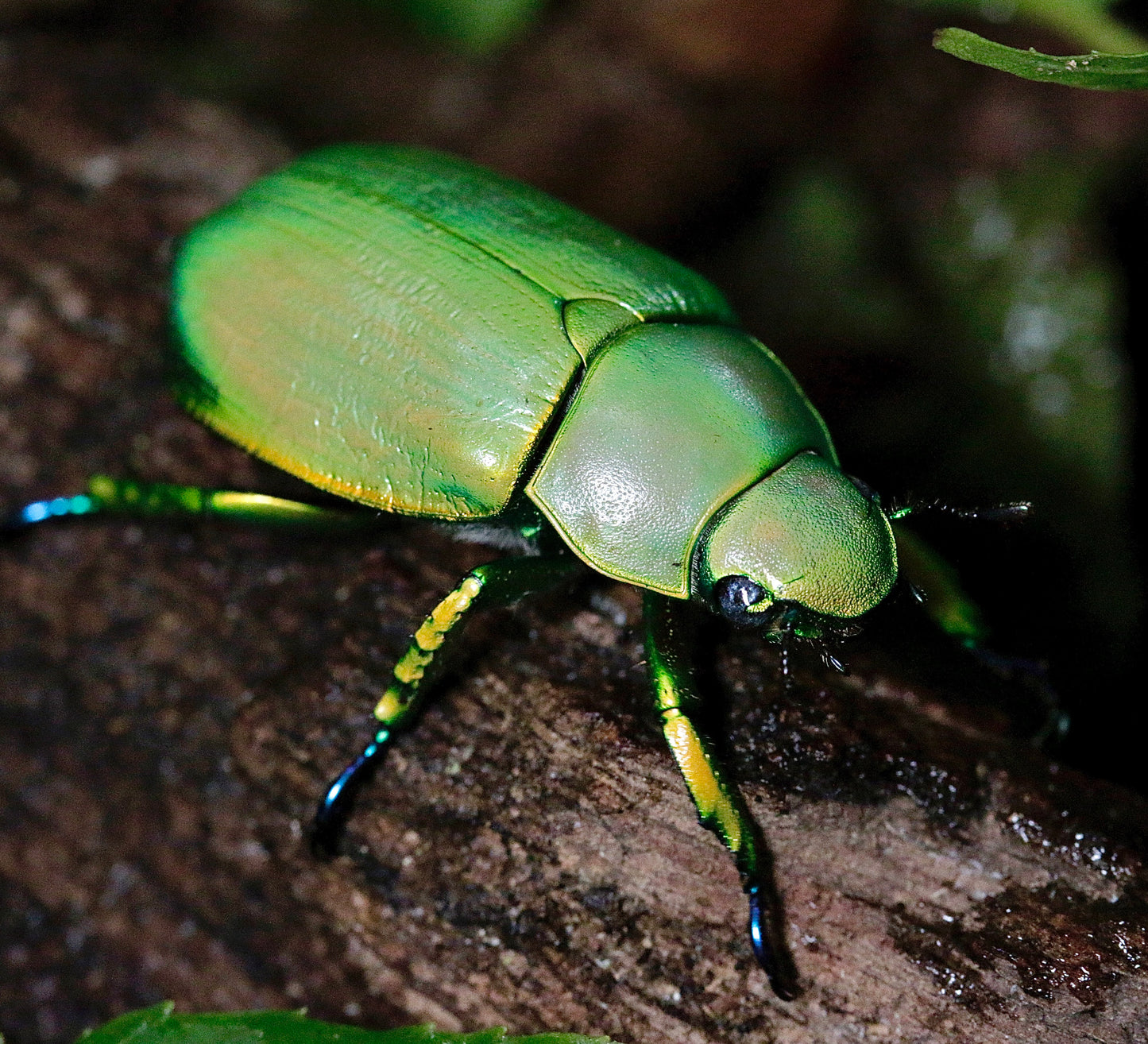 LARVAE: Woodi jewel beetle (Chrysina woodi)