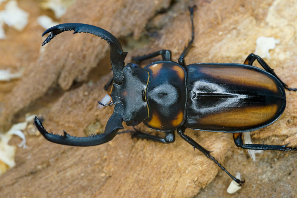 LARVAE: Speciosus stag beetle (Rhaetulus crenatus speciosus)