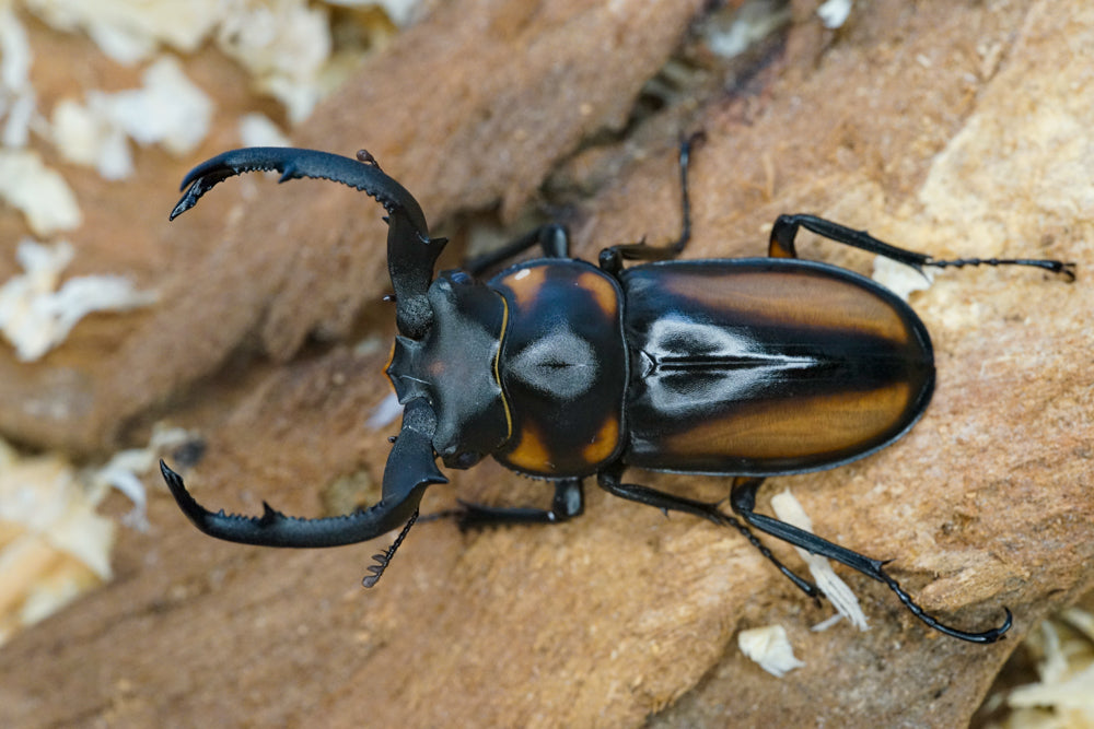 LARVAE: Speciosus stag beetle (Rhaetulus crenatus speciosus)