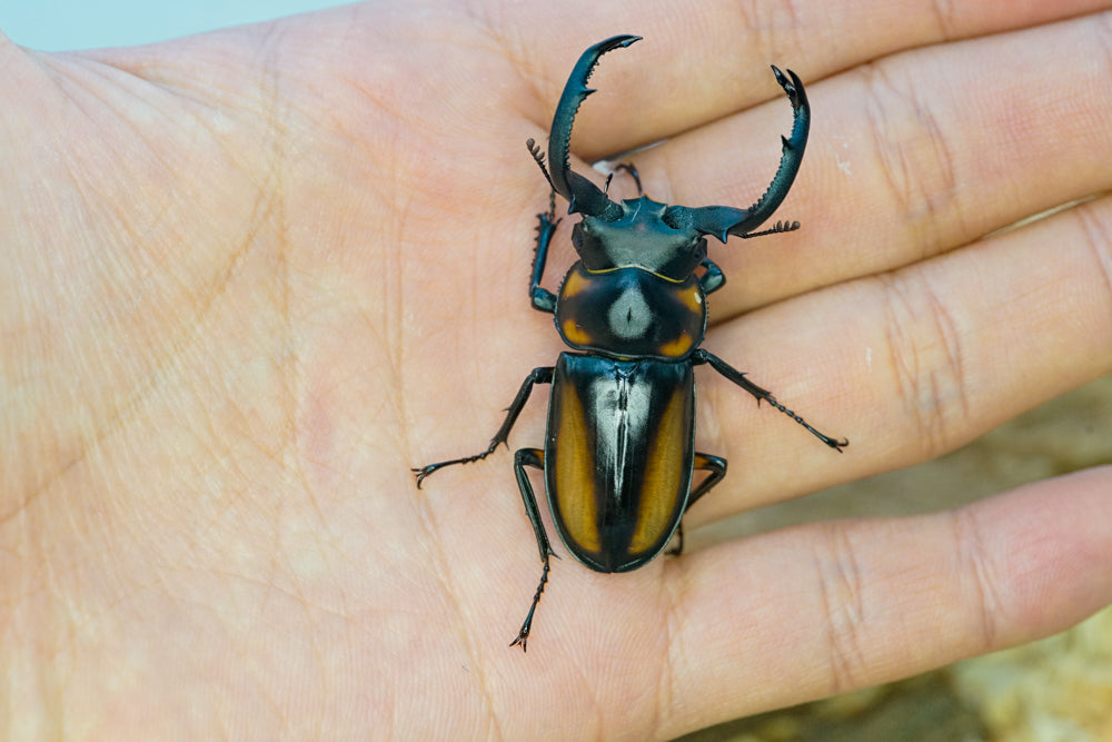 LARVAE: Speciosus stag beetle (Rhaetulus crenatus speciosus)