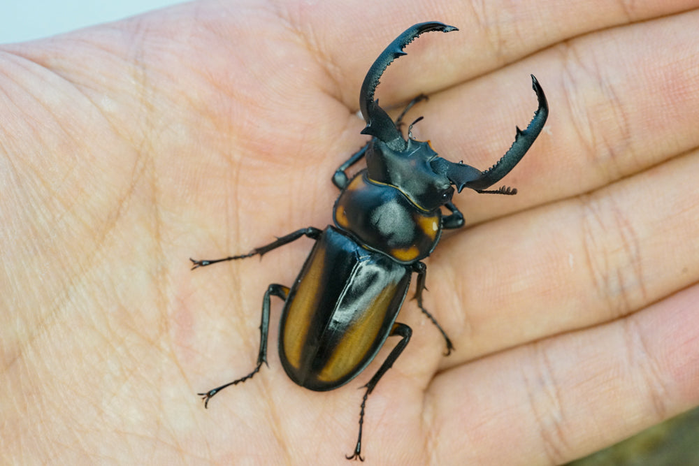 LARVAE: Speciosus stag beetle (Rhaetulus crenatus speciosus)