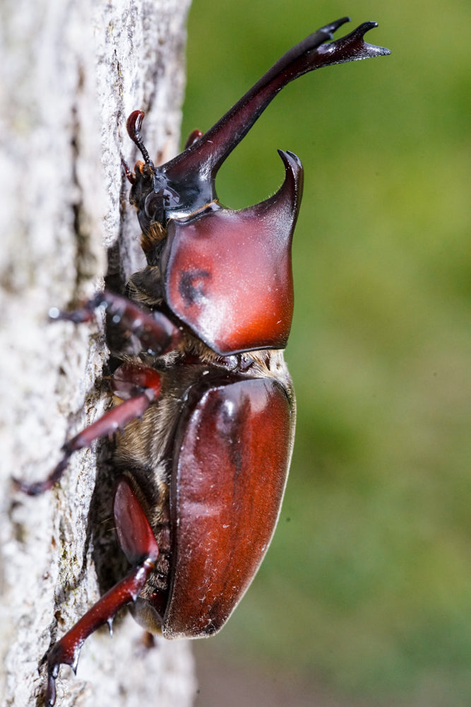 ADULTS: Japanese Rhino Beetle (Trypoxylus dichotoma)