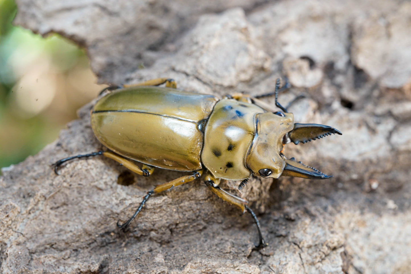 LARVAE: Golden stag beetle (Allotopus moellenkampi babai)