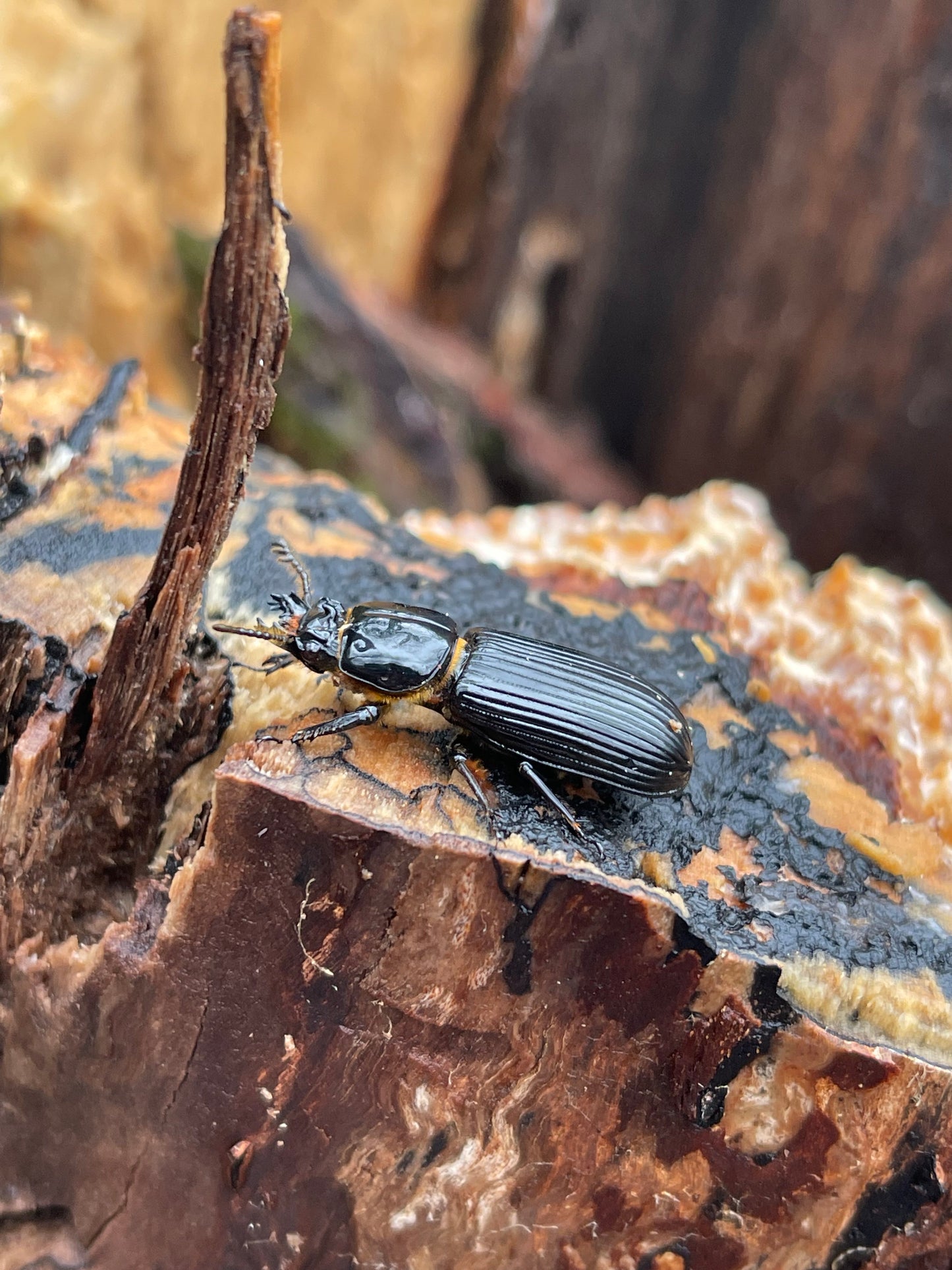Bess beetles