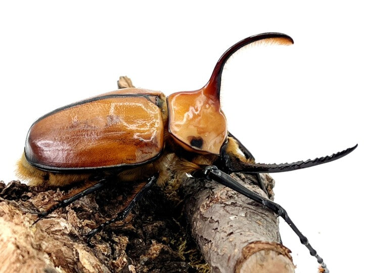 LARVAE: Porteri beetle (Golofa porteri)