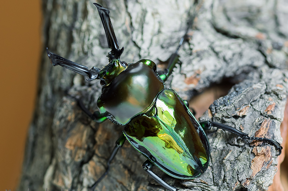 LARVAE: Green Rainbow stag beetle (Phalacrognathus muelleri)
