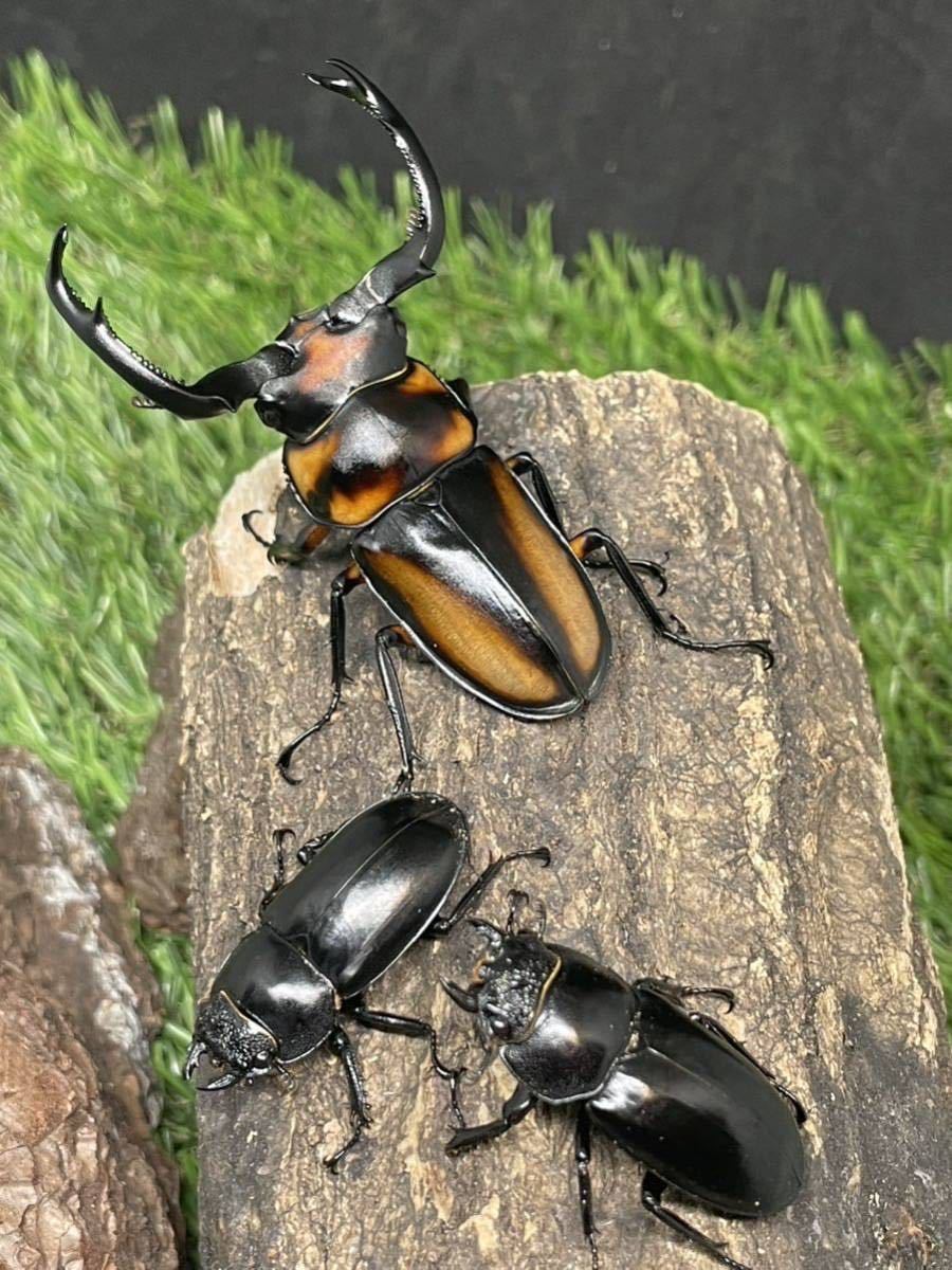 LARVAE: Speciosus stag beetle (Rhaetulus crenatus speciosus)