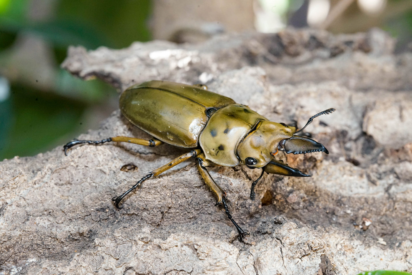 ADULTS: Golden stag beetle (Allotopus moellenkampi babai)