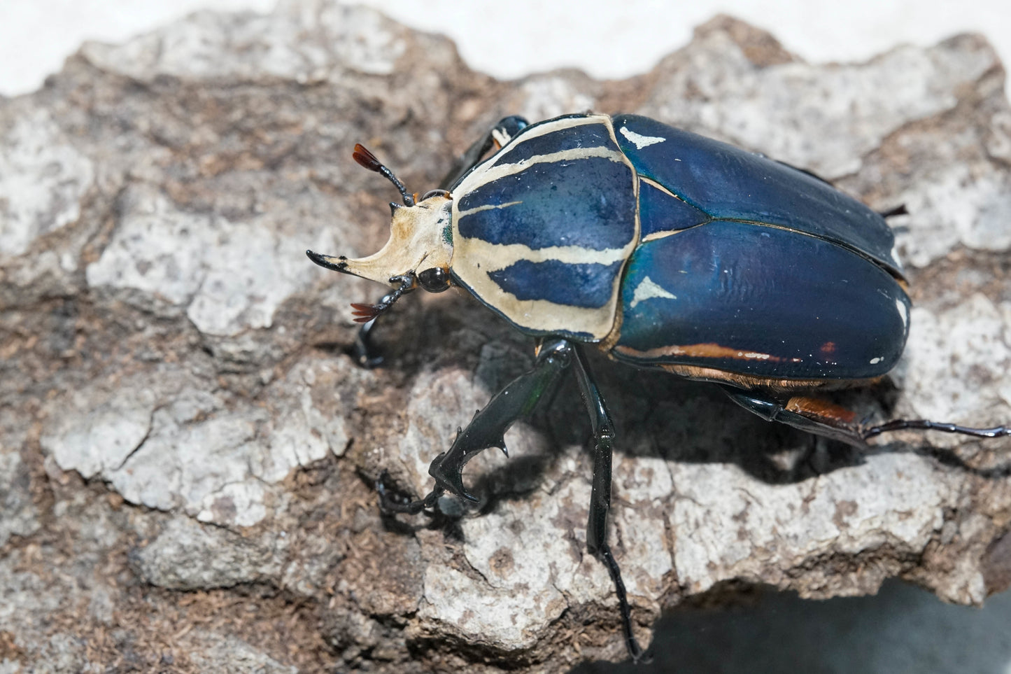 LARVAE: "Blue' Giant Flower Beetle (Mecynorrhina torquata ugandensis)