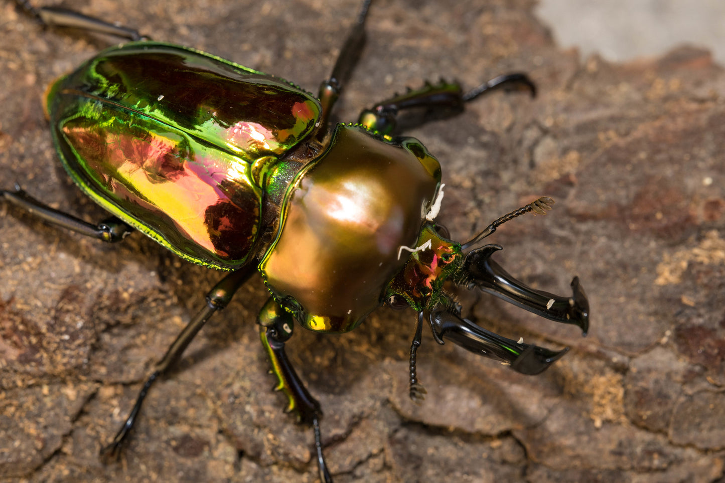 LARVAE: Rainbow stag beetle (Phalacrognathus muelleri)