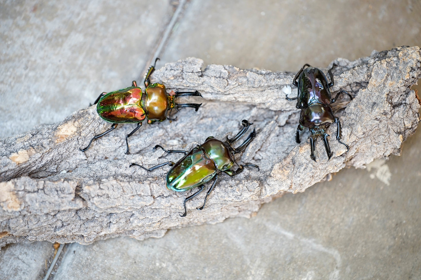 LARVAE: Rainbow stag beetle (Phalacrognathus muelleri)