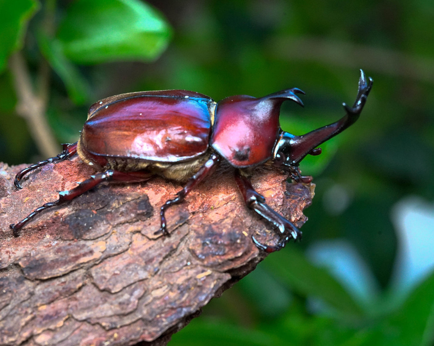 LARVAE: Japanese Rhino Beetle (Trypoxylus dichotoma)