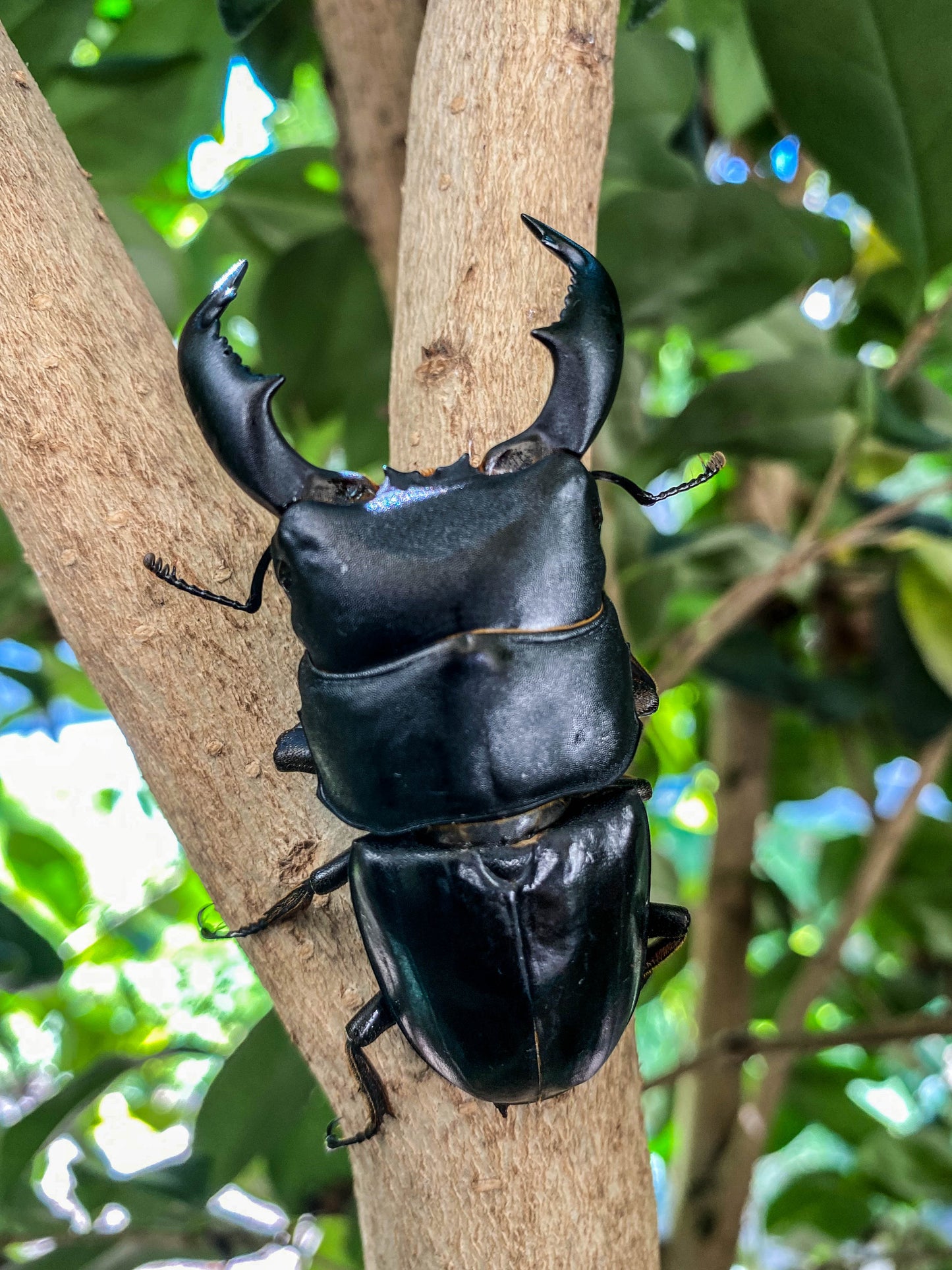 LARVAE: Dorcus titanus (Dorcus titanus yasuokai)