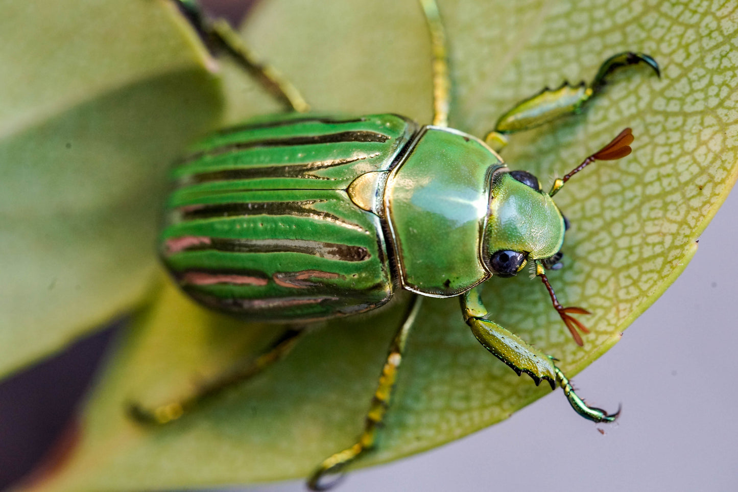 LARVAE: Glorious jewel beetle (Chrysina gloriosa)