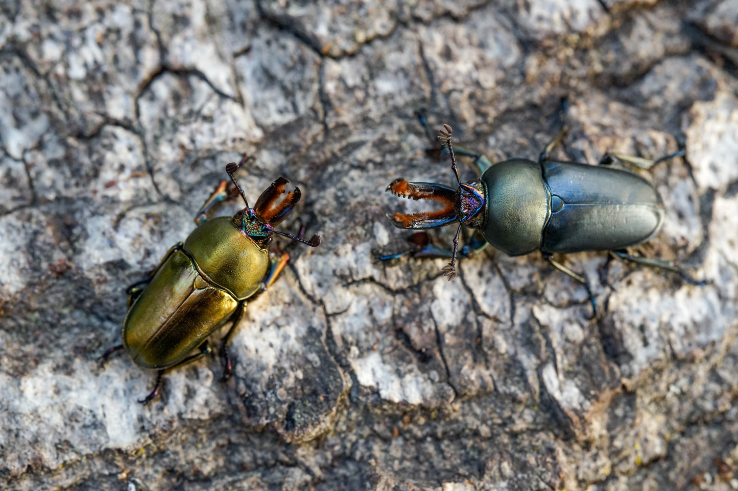 LARVAE: Jewel stag beetle (Lamprima adolphinae)