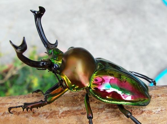 LARVAE: Rainbow stag beetle (Phalacrognathus muelleri)