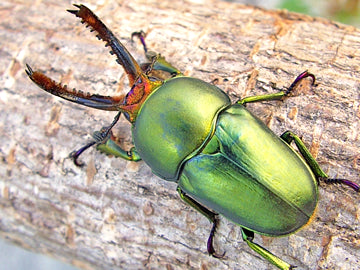 LARVAE: Jewel stag beetle (Lamprima adolphinae)