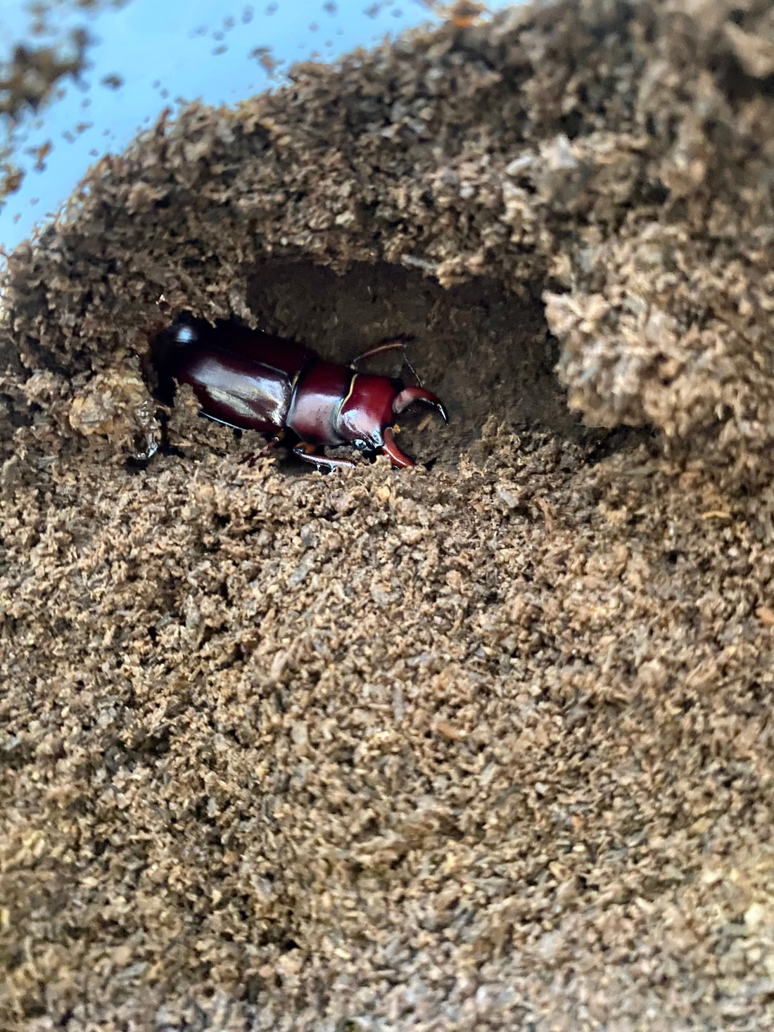 Raw sawdust as pupation substrate