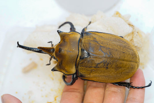 How to house adult beetles