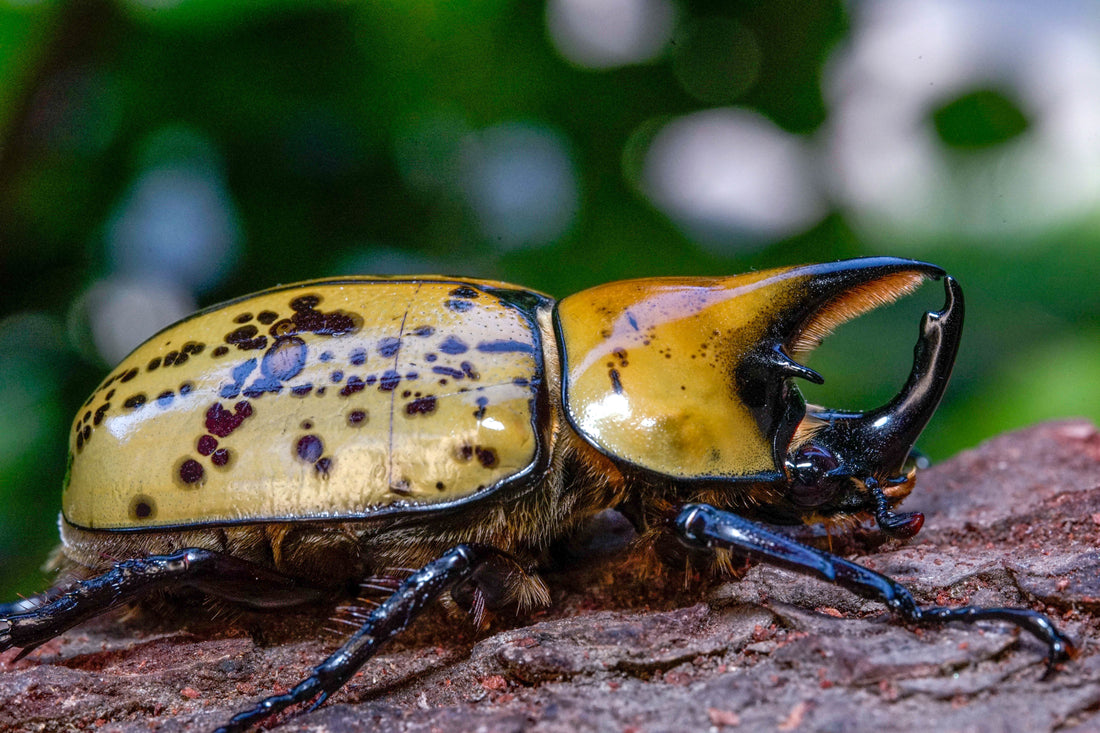 Dynastes tityus care