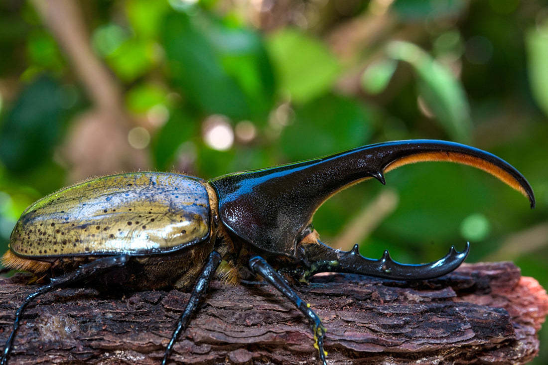 Dynastes Hercules care