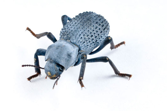 Blue death feigning beetle care sheet