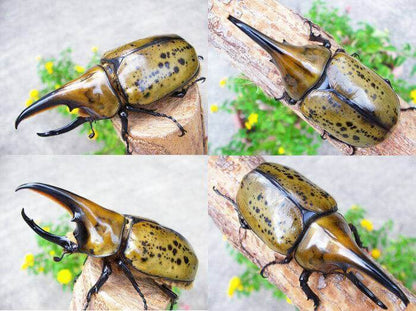 LARVAE: Hyllus Hercules beetle (Dynastes hyllus)