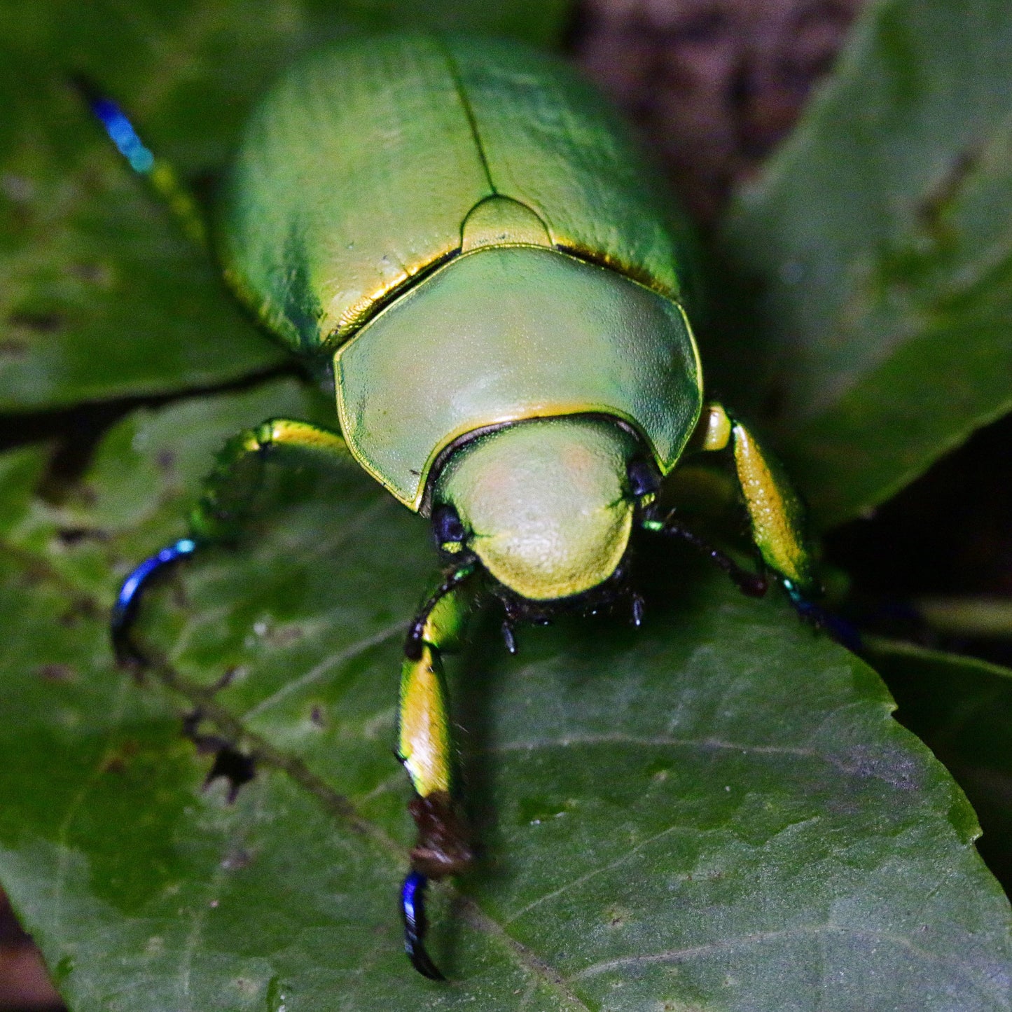 LARVAE: Woodi jewel beetle  (Chrysina woodi)