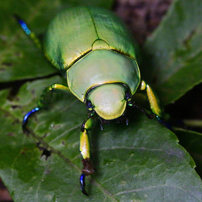 LARVAE: Woodi jewel beetle  (Chrysina woodi)