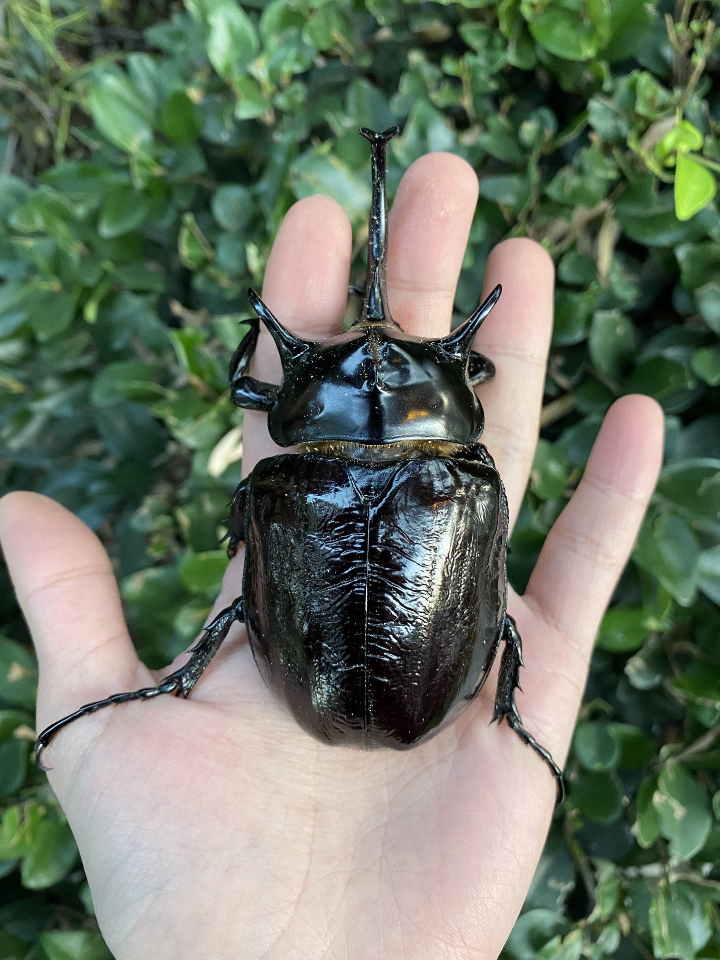 ADULTS: Mars rhino beetle  (Megasoma mars)