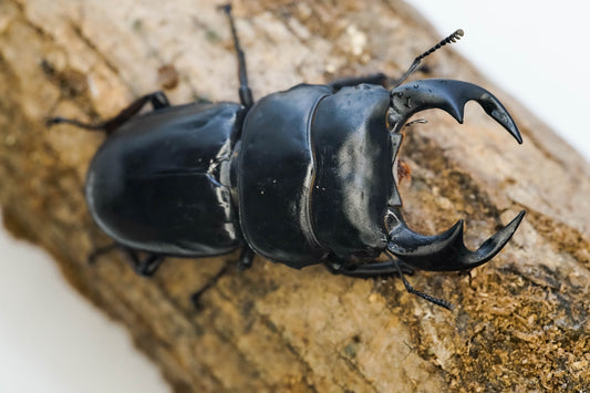 ADULTS: Antaeus stag beetle (Dorcus antaeus)