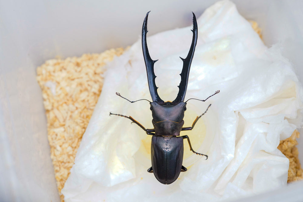 ADULTS: Metallic stag beetle  (Cyclommatus metallifer)