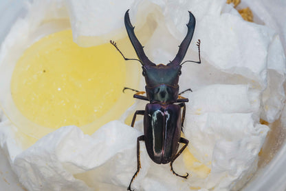 ADULTS: Metallic stag beetle  (Cyclommatus metallifer)