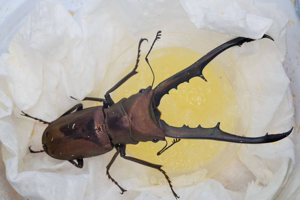 ADULTS: Metallic stag beetle  (Cyclommatus metallifer)