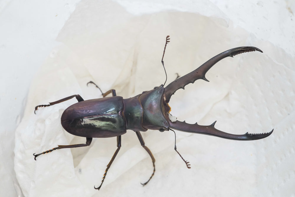 ADULTS: Metallic stag beetle  (Cyclommatus metallifer)