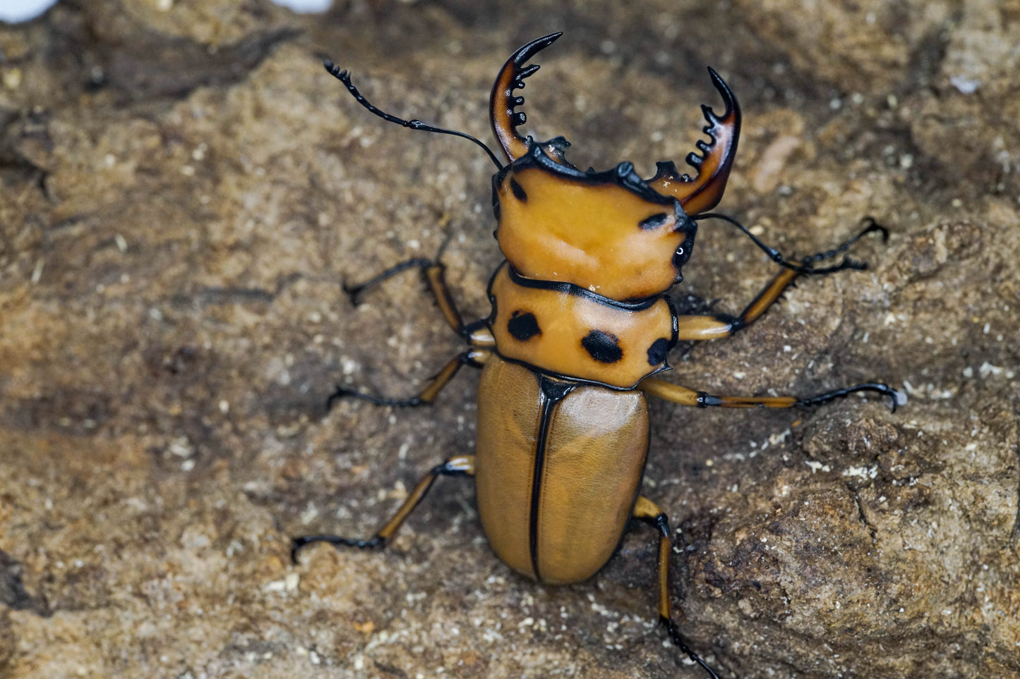 ADULTS: Crab stag beetle (Homoderus mellyi)