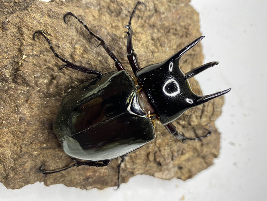 ADULTS: Three-horned beetle  (Chalcosoma chiron)