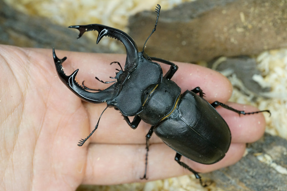 LARVAE: European stag beetle (Lucanus cervus)