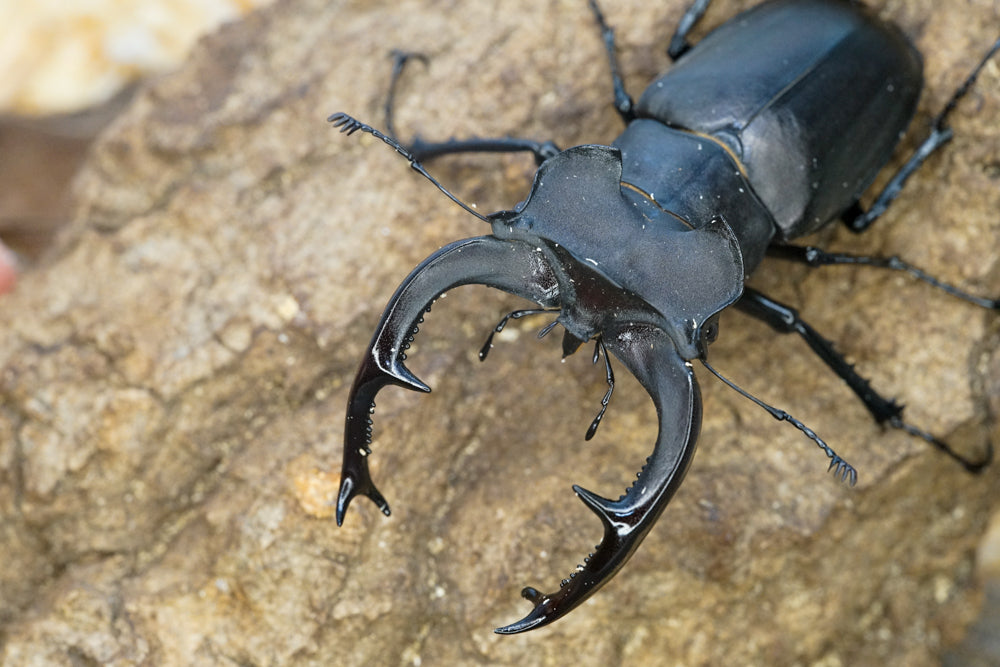 LARVAE: European stag beetle (Lucanus cervus)