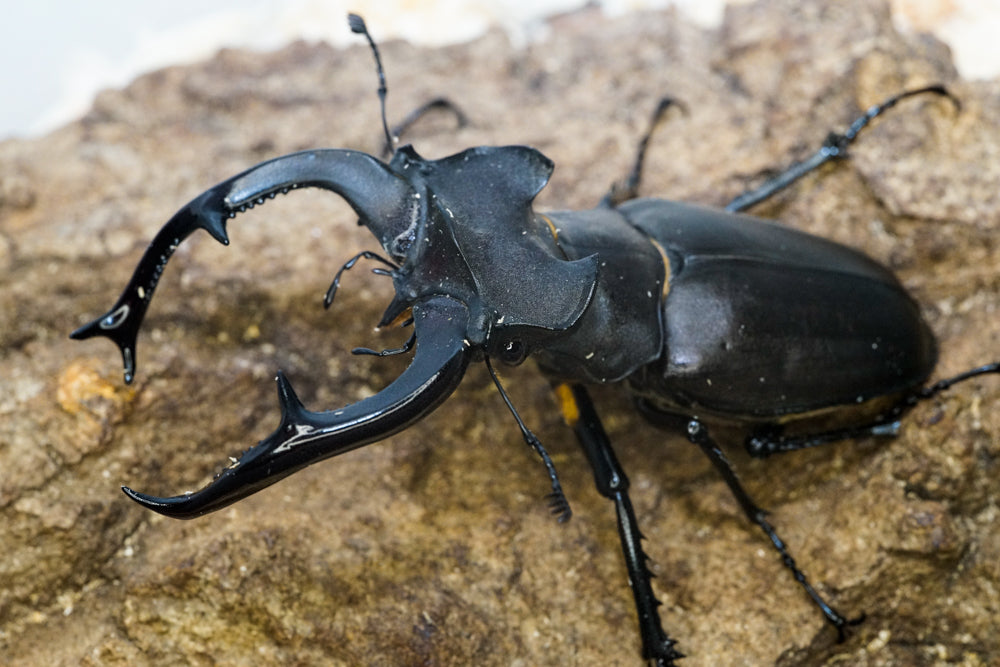 LARVAE: European stag beetle (Lucanus cervus)