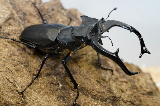 LARVAE: European stag beetle (Lucanus cervus)