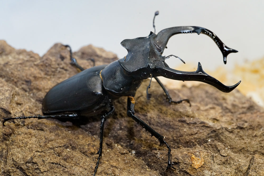 LARVAE: European stag beetle (Lucanus cervus)