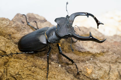 LARVAE: European stag beetle (Lucanus cervus)