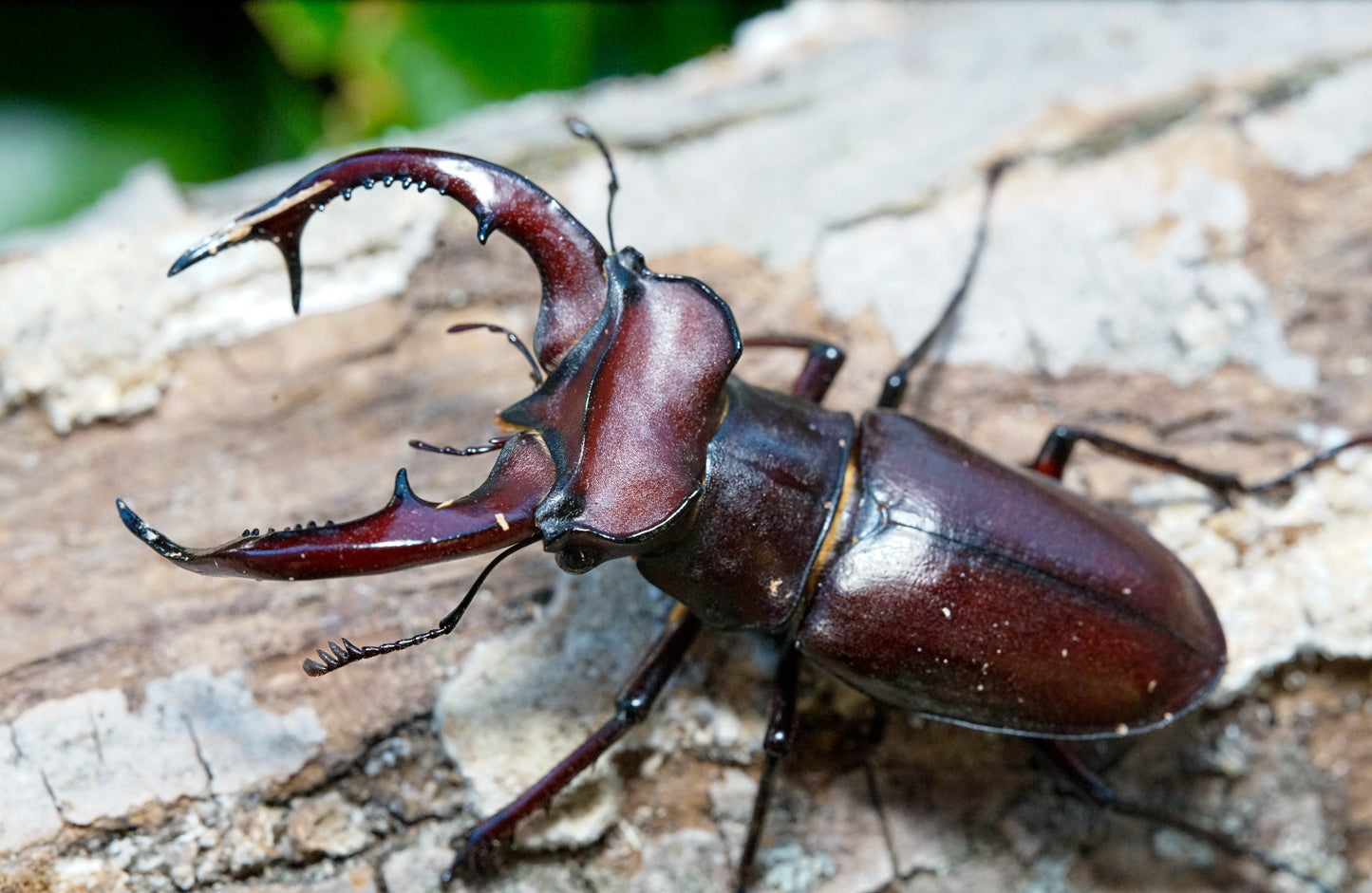 LARVAE: Giant stag beetle (Lucanus elaphus)