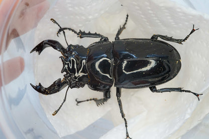 LARVAE: Tarandus stag beetle  (Mesotopus tarandus)