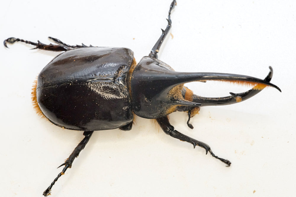 LARVAE: Neptune rhinoceros beetle  (Dynastes neptunus)